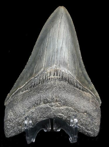 Gorgeous, Serrated, Fossil Megalodon Tooth - Georgia #46000